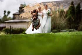 The North East Dog Festival is partnering up with Chuck Tails for 2024.