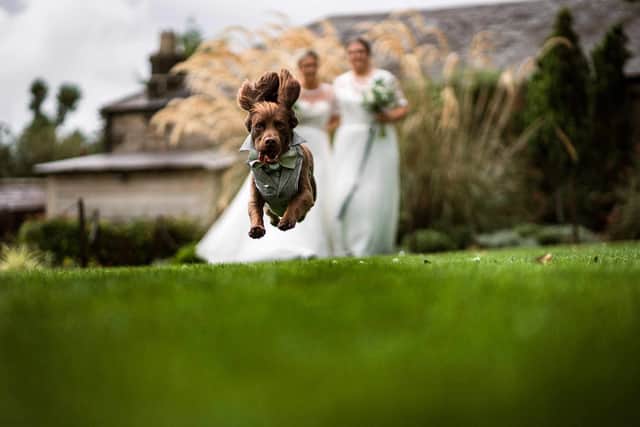 The North East Dog Festival is partnering up with Chuck Tails for 2024.