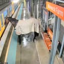 Escaped horse waits for train.