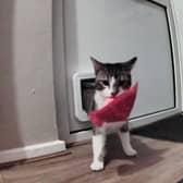 Tofu brings back a piece of rubbish.