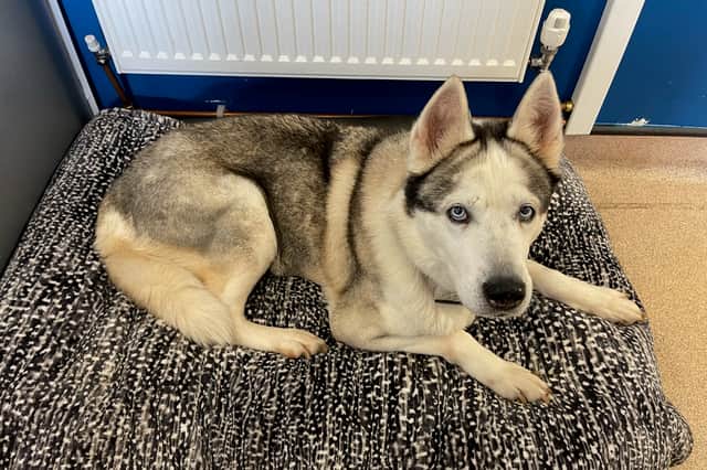 Gateshead man banned from owning animals for 10 years after leaving dog ...