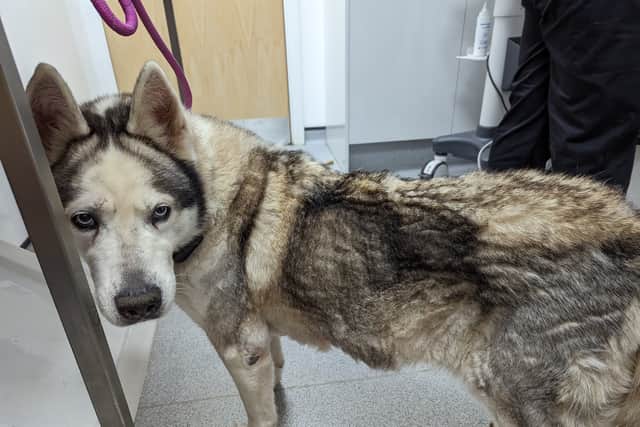 Gateshead man banned from owning animals for 10 years after leaving dog ...