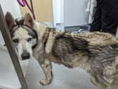 Alex was severely underweight when she was found abandoned in the Gateshead home.