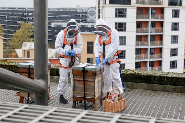 World Bee Day (MON) is being celebrated by an ambitious North East nature project to help young dads become the next generation of beekeepers, with The Birds, Bees, Bikes and Trees project a collaboration between charity North East Young Dads & Lads (NEYDL), Newcastle University, and Baltic Centre for Contemporary Art, which sees young dads in the region build their skills and confidence in areas such as habitat management and honey production. Four bee hives have been installed on the 138ft high rooftop of the Baltic, and will be available to train the young dads, and provide a safe home for around 160,000 bees in mid-summer, with The National Lottery Community Fund awarding over £584,000 to help fund the project.