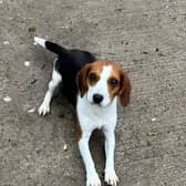 Minnie and Wilma are both two gorgeous Beagle girls looking for homes separately. Minnie is a two-year-old Beagle cross looking for a new home. She is a very sweet girl but can be a little nervous at first, but soon warms up and adores everybody she meets. She walks well on the lead and enjoys the company of other dogs. Wilma is also a two-year-old Beagle, who is a friendly girl, who enjoys her doggy friends and walks well on the lead.
