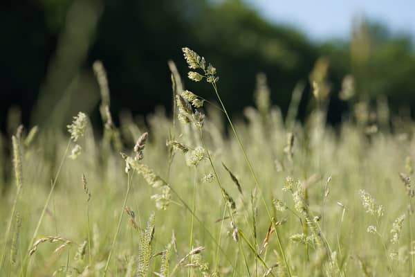 With pollen season reaching it's peak in the UK, Newcastle residents are being warned of high levels this week. Picture: Andrew Matthews/PA Wire