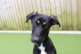 Luna is an energetic girl who is looking for a family who can keep her entertained! She’ll enjoy an active lifestyle physically and mentally. Luna would benefit from revisiting her basic training including introducing any time alone slowly and house training. She is still working on her doggy social skills so would be best as the only pooch in the home. Walking areas ideally will be in quieter areas whilst this is worked on. Our Training Team are on hand to chat through this. Luna can live with secondary school aged children.