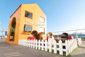 London's super-size doghouse - a treasure trove of toys - and a doggy-only ramp to travel up and down floors
