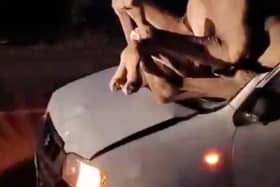 A camel landed through the windshield of a car in a road collision.