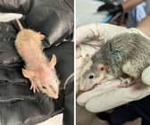 112 pet rats have been rescued by the RSPCA from one ammonia soaked room at Lancashire property with no food or water 