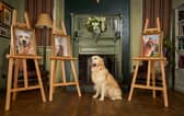 Son of top stud dog, Pierre the Heir, continues guide dog linage