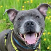 If you're a true Staffy lover then Clyde will be right up your street! He's fun, playful and full of energy! He loves people and is a real joy to be around. In an active home with a family who intend to involve him in every aspect of their lives he'll immediately become the perfect pet.