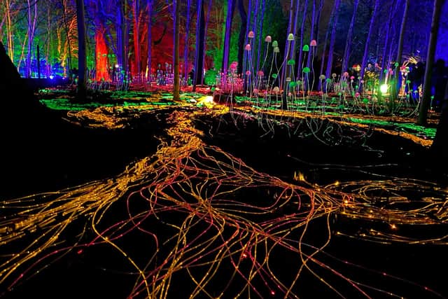 The Mycelium Network has been described as a "must see" attraction for 2024.