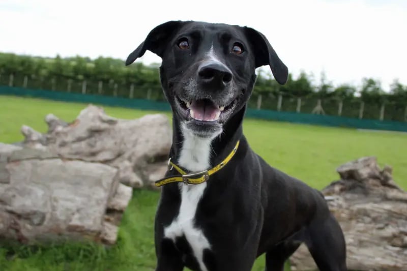Tillie is such a loving girl who wants nothing more than to be by your side. Making friends is done at Tillie speed but it is worth the wait. She enjoys her walks and snuggling up on the sofa. Her playful personality shines through when the toys are out the box; her favourites are the soft variety. Tillie has so much love to give and will make the very best of friends.