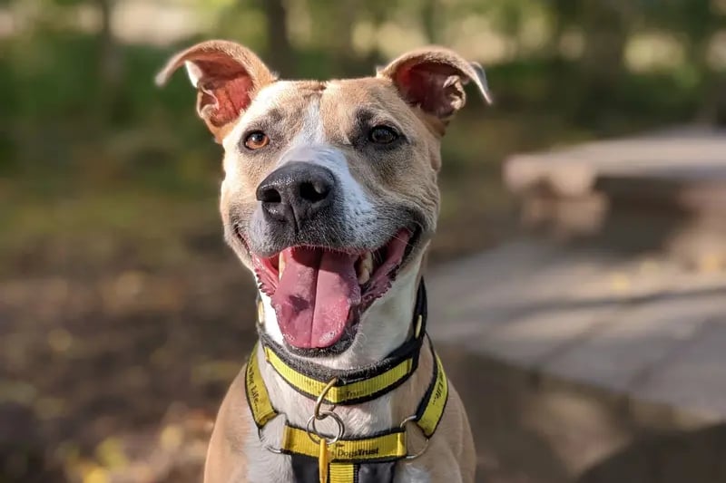 Lucy Longlegs is a fun loving girl who loves to be around her favourite people. Lucy Longlegs loves the garden, she is often seen running around, stretching her long legs or playing with all her toys. She is an energetic girl looking for active owners, although she does loves to curl up in her bed or on the sofa for a good snooze at the end of the day. Lucy Longlegs can be worried by other dogs so enjoys to walk in quiet locations where she can relax and enjoy the peaceful environment. She walks nicely on the lead and is fully housetrained. Lucy Longlegs would ideally like someone that is home most of the day to keep her company and is more than willing to join you on a trip in the car. Lucy Longlegs is worried by people coming into her home and is looking for a quiet and calm home with very few visitors. Lucy Longlegs is a very clever girl who loves to learn and please people. Lucy Longlegs knows a large variety of tricks including a dramatic play dead, paw and even walking between your legs. She is a very playful girl who adores a squeaky toy and to play tug of war.