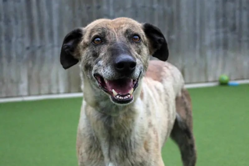 Elvis is a handsome chap, we are sure that you will agree and he loves attention and having a fuss here at the centre and from everyone that he meets. He can live with children aged 8 and over who will enjoy giving him plenty of strokes. He is fine on walks around other dogs but will be best as the only dog in his new home as he likes all the attention on him. He will need to have someone around to help him settle into his new home, especially since he has lived outside most of his life, and build up anytime spent alone gradually.