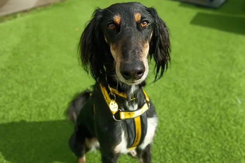 Lucas is a very friendly boy who is affectionate and loves his treats! He would love access to his own garden where he can enjoy off lead exercise. Lucas is not yet used to being left alone and would love someone at home most of the day to get lots of cuddles and affection while he builds his confidence. Lucas can be vocal at passing dogs and would prefer to walk in quieter peaceful areas. He can be quite strong on the lead so will need owners who are able to manage this and work on his training. Lucas is happy to jump in the car to go for adventures where he can explore all the different smells! He is a really lovely boy who would make a warm edition to the family.