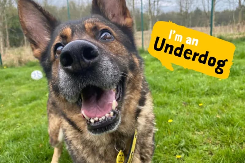 Gina is a gorgeous girl who enjoys being around her family. She would like for her new owners to be around most of the day to keep her company. She would love to find a calm and quiet home where she can cosy up in her bed and rest her paws. Gina would like for her new owners to meet her at the centre multiple times to build a strong bond before heading home