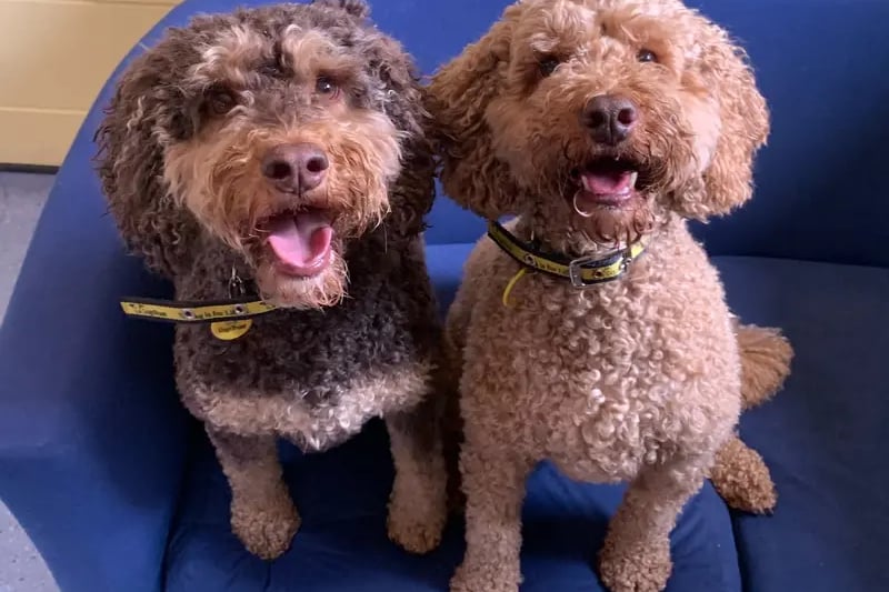 Bubble and Squeak are currently enjoying lots of TLC in a foster home. They are fully housetrained and are comfortable being left for a couple hours so long as they are together. Bubble and Squeak travel well in the car and absolutely love their walks! They can be vocal towards other dogs so would prefer to be walked in quieter places. Bubble and Squeak are very energetic and can jump up when excited. Squeak can also be strong on the lead so will need active owners who are happy to continue their training. Bubble and Squeak are a very loving, affectionate pair who would make a warm addition to the family.