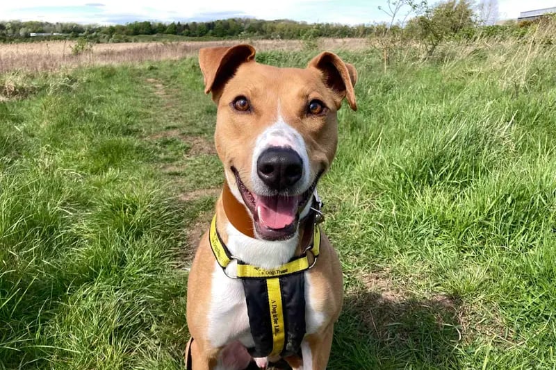 Red is a happy chap looking for an active family who can entertain him with fun and games before lounging on the sofa. He would like his pawrents to be present at home for company, as time alone will need to be worked on and introduced slowly. He would like to keep up a doggy friendship circle out on walks or may live with another pooch of similar size. Although there should be no other pets in the home. When out exploring Red will need to be kept on the lead to help manage with his high prey drive. A home with a garden will be ideal for off-lead playtimes and zoomies. It will be required for Red and his family to have a couple of introductions at the centre before heading home together.