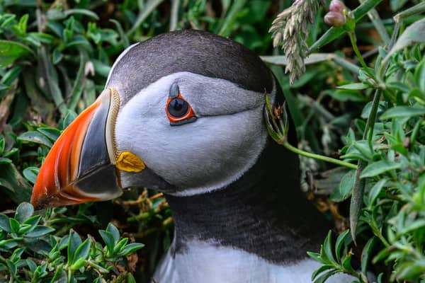 One of the Skomer Island puffins on the colony near Penbrokeshire. Credit: David Lister photography