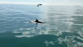Incredible footage shows pod of dolphins frolicking next to a boat