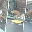 Little fox cubs play on a trampoline in Margret Norman's garden in Bedminster, Bristol.