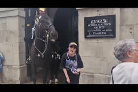 A shocked tourist is bitten on the arm by a King's Guard horse