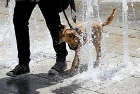 A dog tries to cool down in the water of a fountain. (Photo: BARBARA GINDL/APA/AFP via Getty Images)