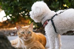 Brilliant bargains for the pets in your life