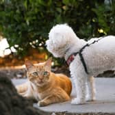 Brilliant bargains for the pets in your life