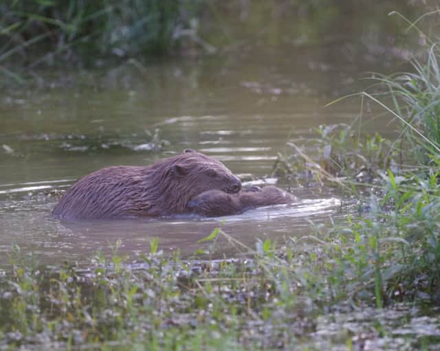Baby beavers have been born in London for the first time in 400 years.