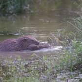 Baby beavers have been born in London for the first time in 400 years. 