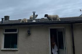 A Lancashire homeowner has described the 'hilarious' moment when she found a flock of sheep walking around on her roof.
