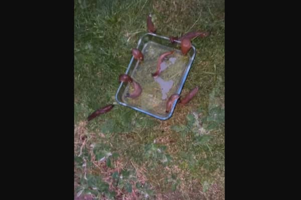 Creepy garden hack: Watch as horde of slugs drown in BEER