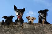 7 tips to protect your dog from theft, as new pet abduction law comes into effect. (Photo: Pexels/Edgar Daniel Hernández Cervantes)