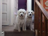 Rupert and Honey are champions at leaving dog hair everywhere