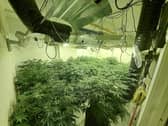 The Gateshead cannabis farm