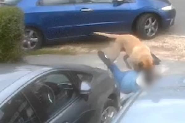 A video captured an attack by dog in Dagnam Crescent, Arbourthorne. Picture: South Yorkshire Police