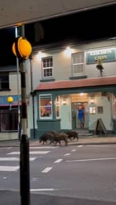 Five wild boars outside a pub in Cinderford, Gloucestershire.