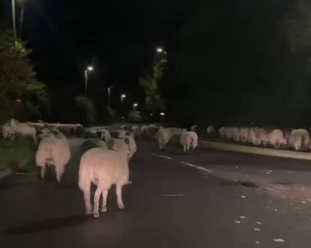  Hundreds of escaped sheep were pictured blocking a bypass in the early hours of the morning - after a country gate was left open. 