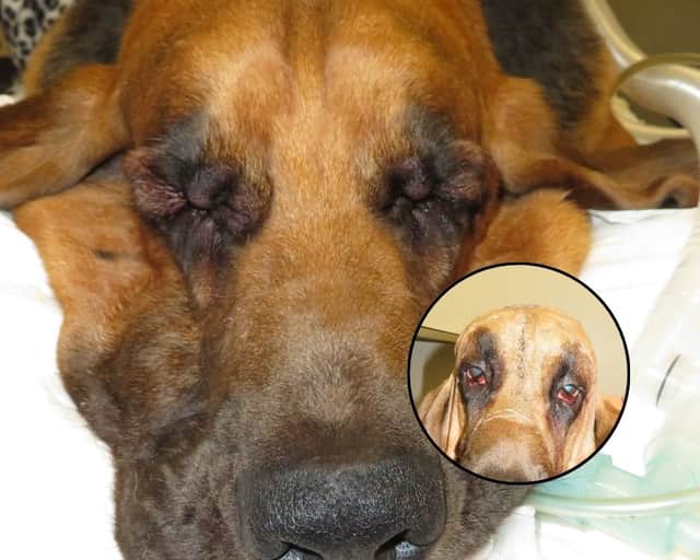 Six-year-old Luca the Bloodhound struggled to see - until he had a facelift!