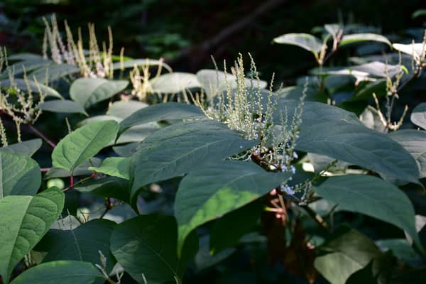 The rapid spread of Japanese knotweed is creating a crisis across the UK