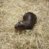 Haggis the pygmy hippo calf.