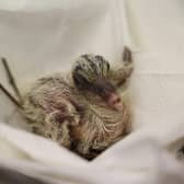 Rare pink baby pigeon hand-reared using a unique technique at Paignton Zoo in Devon.