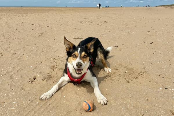 Border Collie Jax.