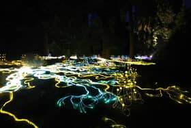 The Mycelium Network, made by South Shields artist Stevie Thompson. The display will be featured in the 2024 Northern Lights Newcastle event.