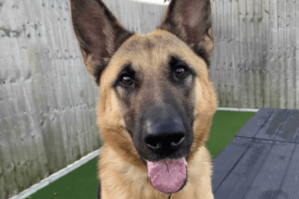 These dogs are all looking for their forever homes.