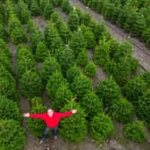 Owner Toby Ryley at Friezeland Christmas tree farm in Warwickshire