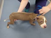 Tia was found to be underweight and in a poorly kept condition by RSPCA inspectors.